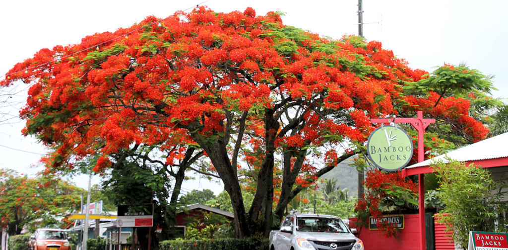 Flame Tree "Flamboyant" - Patai