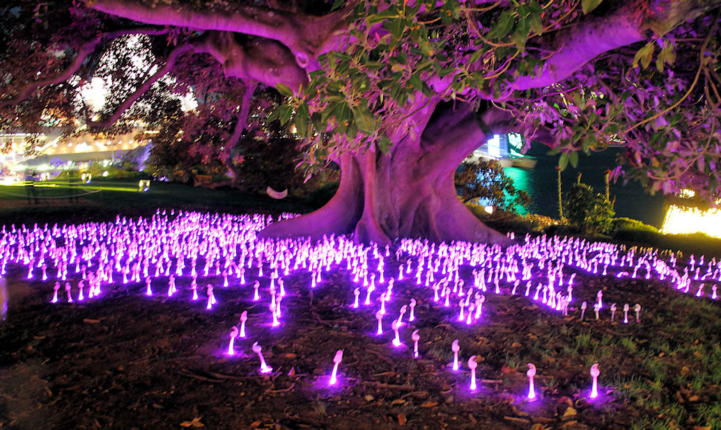The "Will o' the Wisp" display was located under one of the Gardens' Moreton Bay fig trees.