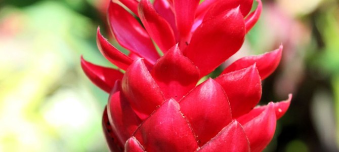 Flowers in Samoa