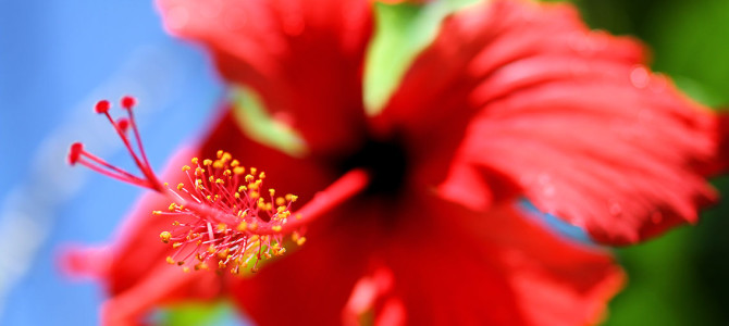 Flowers of the Cook Islands